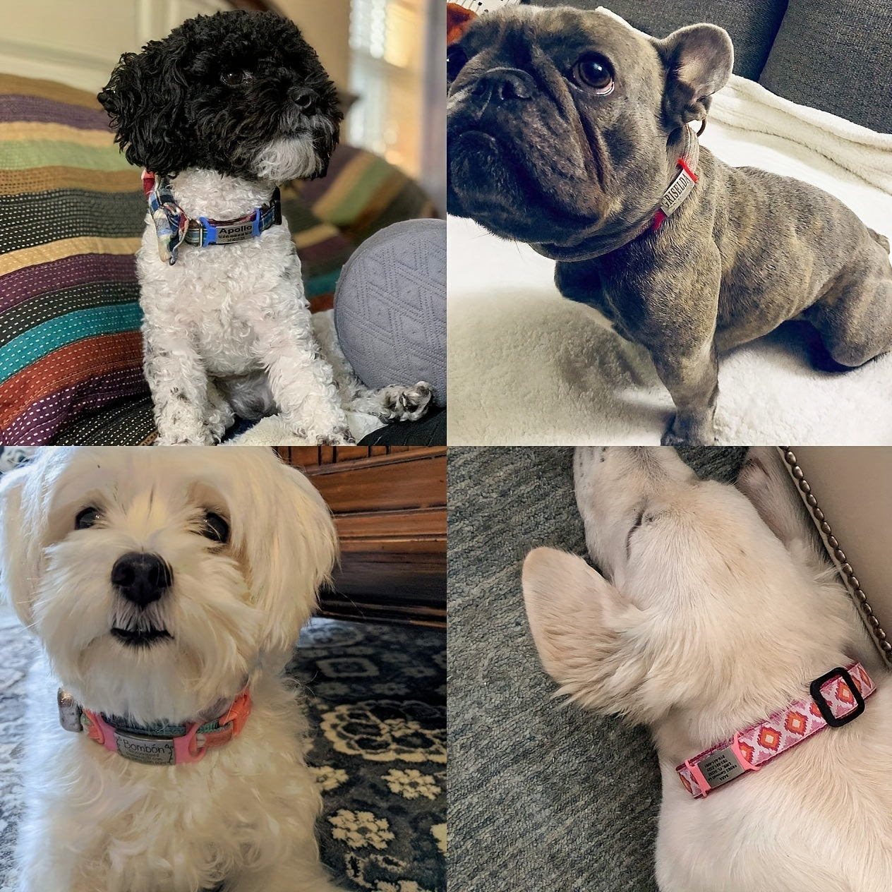 [Fast Arrival] Personalized Pet ID Tag - Durable, Noise-Free, Stylish Slide-On Tag with Engraved Pet's Name, Perfect for Dogs and Cats - Easy to Read, Long-Lasting, and Attractive Design
